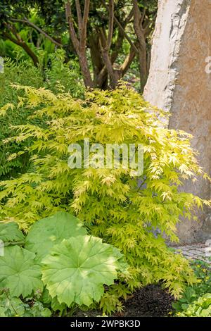 Acero giapponese (Acer palmatum "Orange sogno", Acer palmatum sogno arancione), cultivar sogno arancione Foto Stock