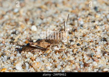 Cavalletta alata blu, cavalletta alata blu snella, locusta alata blu (Sphingonotus caerulans, Oedipoda coerulescens, Oedipoda caerulescens), S. Foto Stock