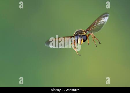 Peat Hoverfly (Sericomyia silentis), donna in volo, fotografia di velocità delle cosce, Germania Foto Stock