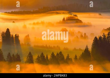 Ciuffi di nebbia e foresta nell'alta brughiera di Rothenthurm, Svizzera, Schwyz Foto Stock