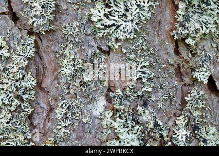 Pino scozzese, pino scozzese (Pinus sylvestris var. Scotica), corteccia di alberi ricoperta di licheni, Regno Unito, Scozia, Highlands Foto Stock