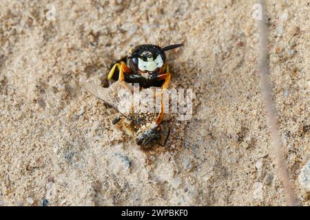 Vespa, Bee-killer (Philanthus triangulum, Philanthus apivorus), con ape preda all'ingresso del nido in terra sabbiosa, Germania Foto Stock