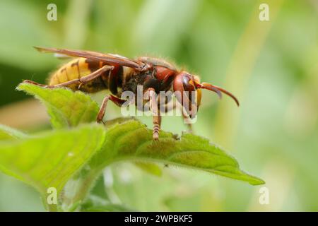 calabrone, calabrone, calabrone europeo (Vespa crabro), regina su foglia, Germania, Meclemburgo-Pomerania occidentale Foto Stock