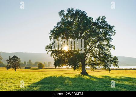 Grande quercia su un prato contro la luce sul lago Greifensee al tramonto, Svizzera, Kanton Zuerich Foto Stock