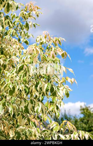 Acero di foglia di frassino, vecchio scatola (Acer negundo "Flamingo", Acer negundo Flamingo), foglie di cultivar Flamingo, Europa, Bundesrepublik Deutschland Foto Stock