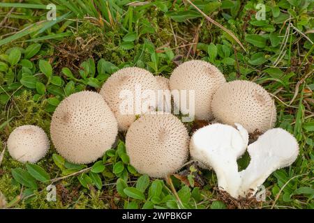 Palla di puffball comune, palla di puffball Warted, palla di puffball con borchie di gemme, palla del diavolo (Lycoperdon perlatum, Lycoperdon gemmatum), corpi fruttiferi, parzialmente tagliati Foto Stock