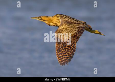 Bittern eurasiatico, bittern grande (Botaurus stellaris), in volo, vista laterale, Italia, Toscana, piana fiorentina; stagno dei Cavalieri Foto Stock