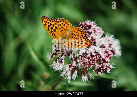 Kaisermantel Schmetterling (papia Argynnis) Foto Stock