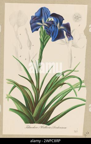 Una tessera di erbario con Tillandsia (Wallisia) lindeniana, che documenta la specie vegetale e le sue caratteristiche botaniche, creata tra il 1850 e il 1870. Foto Stock