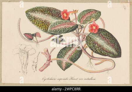 Scheda di erbario del 1850-1870 che mostra la specie di begonia Cytroderia Cupreat, documentandone le foglie e la struttura. Foto Stock