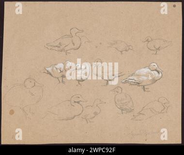 Hans Thoma (1839-1924) schizzo di anatre e uccelli creato tra il 1880 e il 1900, come parte di studi per dipinti e studi sugli animali nella collezione Schlesisches Museum der Bildenden Künste. Foto Stock