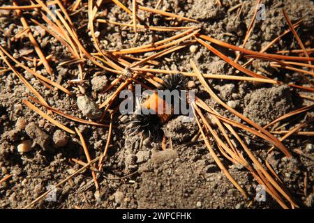 Tussock Moth maculata (Lophocampa maculata) bruco nelle Beartooth Mountains, Montana Foto Stock