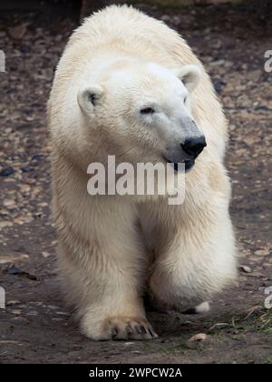 Foto dell'orso polare che attraversa lo zoo roccioso della tundra Foto Stock