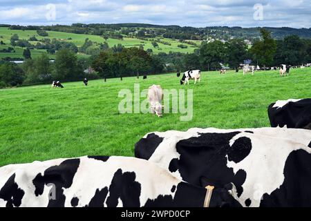Paesaggio agricolo con mucche nelle Ardenne belghe Foto Stock