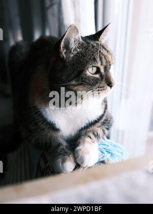 Gatto tartaruga che guarda attraverso la finestra Foto Stock