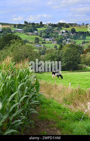 Paesaggio agricolo con mucche nelle Ardenne belghe Foto Stock