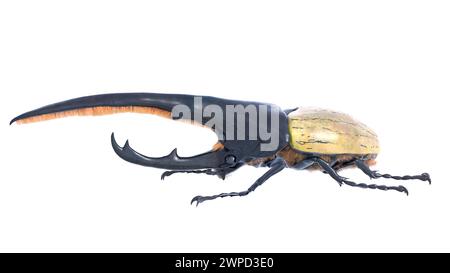 Illustrazione di uno scarabeo Dynastes hercules proveniente dal Sud america. Foto Stock