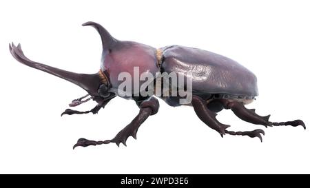 Illustrazione di un Kabutomushi o di uno scarabeo giapponese Trypoxylus dichotomus. Foto Stock