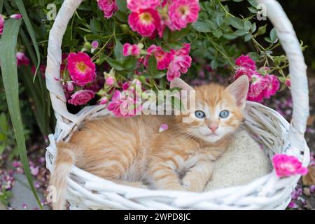 l'amato cucciolo, un piccolo gattino rosso, giace in un cestino di vimini in un'aiuola vicino a un cespuglio di rose in fiore. l'infanzia di gatto, belle carte, armonia della natura Foto Stock