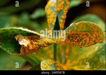 Membro della famiglia delle Oxildaceae, questo oxalis mostra segni di ruggine ossale, un fungo Puccinia. Foto Stock