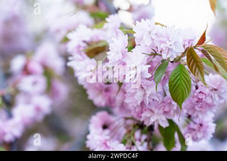 Il più ornamentale dei fiori di ciliegio giapponesi Prunus serrulata Kanzan o Prunus lannesiana Kanzan, cultivar di ciliegio giapponese in fiore rosa Foto Stock