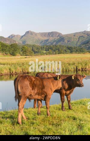 Regno Unito, Cumbria, Lake District, vitelli a Elterwater, con Langdale Pikes sullo sfondo. Foto Stock