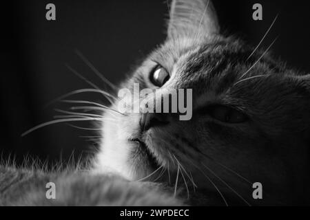 Una foto monocromatica di un gatto che sdraia su un divano Foto Stock
