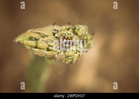 Asparagi comuni crioceris asparagi su pianta di asparagi Foto Stock