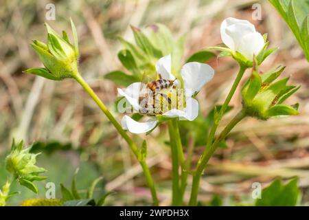 Cespuglio di fragole in fiore e un'ape seduta su un fiore bianco. Foto Stock