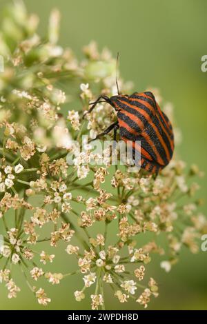Graphosoma Italicum, il cimice italiano a strisce, sulla fioritura delle Apiaceae Foto Stock