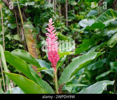 La lussureggiante vegetazione e i vibranti fiori del Wailua River State Park, Kauai, Hawaii Foto Stock