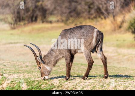 Un anfibio comune maschile (Kobus ellipsiprymnus) che pascolava nel South Luangwa National Park nello Zambia, nell'Africa meridionale Foto Stock