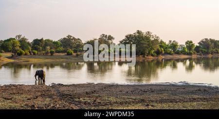 Un elefante africano solitario (Loxodonta Africana) che beve sul fiume Luangwa nel settore Mfuwe del Parco Nazionale del Luangwa meridionale, Zambia, Africa meridionale Foto Stock