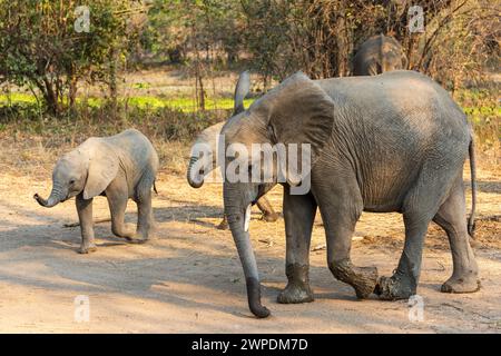 Un elefante africano (Loxodonta Africana) con due giovani vitelli che attraversano la pista nel South Luangwa National Park in Zambia, Sudafrica Foto Stock