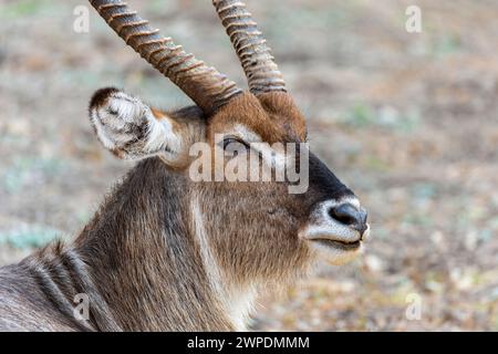 Primo piano di un acquascobaleno comune maschile (Kobus ellipsiprymnus) che riposa nel South Luangwa National Park nello Zambia, nell'Africa meridionale Foto Stock