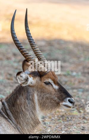 Primo piano di un acquascobaleno comune maschile (Kobus ellipsiprymnus) che riposa nel South Luangwa National Park nello Zambia, nell'Africa meridionale Foto Stock