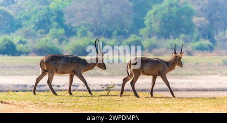 Due dollari d'acqua comuni (Kobus ellipsiprymnus) che camminano lungo il fiume Luangwa nel South Luangwa National Park nello Zambia, nell'Africa meridionale Foto Stock