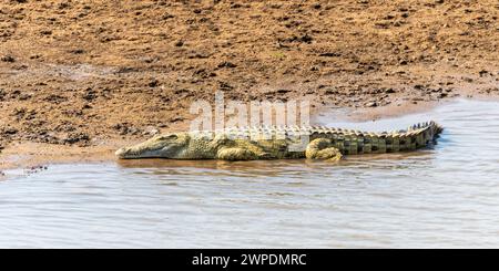 Un coccodrillo del Nilo (Crocodylus niloticus) che giace ai margini del fiume Luangwa nel South Luangwa National Park in Zambia, Africa meridionale Foto Stock