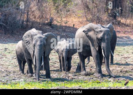 Una famiglia di elefanti africani (Loxodonta Africana) che beve da un piccolo corso d'acqua nel South Luangwa National Park nello Zambia, nell'Africa meridionale Foto Stock
