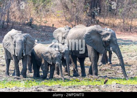 Una famiglia di elefanti africani (Loxodonta Africana) che beve da un piccolo corso d'acqua nel South Luangwa National Park nello Zambia, nell'Africa meridionale Foto Stock