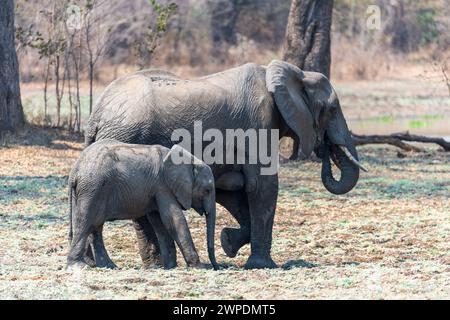 Un elefante africano (Loxodonta Africana) con un giovane vitello che cammina attraverso le praterie del South Luangwa National Park in Zambia, Africa meridionale Foto Stock