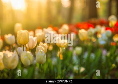 Splendidi tulipani colorati su un paesaggio naturale sfocato e soleggiato. Il panorama dei fiori di tulipani in fiore è un concetto d'amore primaverile per la natura. Romantico Foto Stock