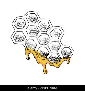 Schizzo disegnato a mano della cella del miele a colori. L'illustrazione vettoriale può essere utilizzata per l'imballaggio di carta, etichette, poster e cartoline. Illustrazione del miele vettoriale di inchiostro o incisa Illustrazione Vettoriale