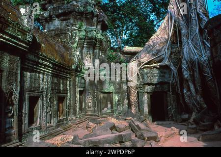 Rovine con radici arboree, raccolte nel 1996, Ta Prohm, complesso Angkor Wat, Siem Riep, Cambogia Foto Stock