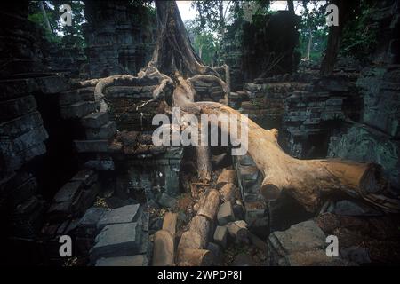 Rovine con radici arboree, raccolte nel 1996, Ta Prohm, complesso Angkor Wat, Siem Riep, Cambogia Foto Stock