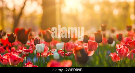 Fantastici fiori di tulipani freschi che fioriscono nel campo di tulipani sotto lo sfondo di fiori di tulipani sfocati sotto la luce del tramonto. Romantica natura primaverile Foto Stock