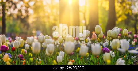 Fantastici fiori di tulipani freschi che fioriscono nel campo di tulipani sotto lo sfondo di fiori di tulipani sfocati sotto la luce del tramonto. Romantica natura primaverile Foto Stock