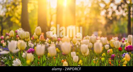 Fantastici fiori di tulipani freschi che fioriscono nel campo di tulipani sotto lo sfondo di fiori di tulipani sfocati sotto la luce del tramonto. Romantica natura primaverile Foto Stock
