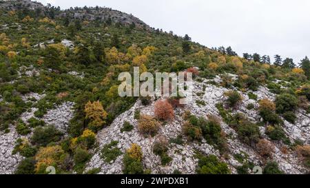 Paesaggio boschivo con foglie di colori diversi. Foto Stock