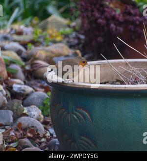 Un Robin in un giardino inglese d'inverno in cerca di cibo, in piedi sul bordo di un grande vaso di fiori verde. Foto Stock